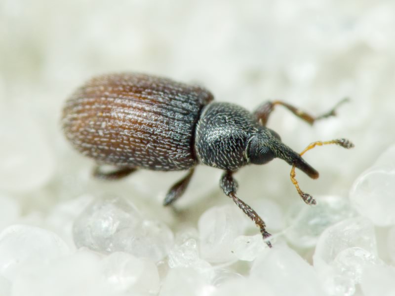 Gymnetron melanarium Germar, 1821